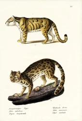 Léopard nébuleux, 1824